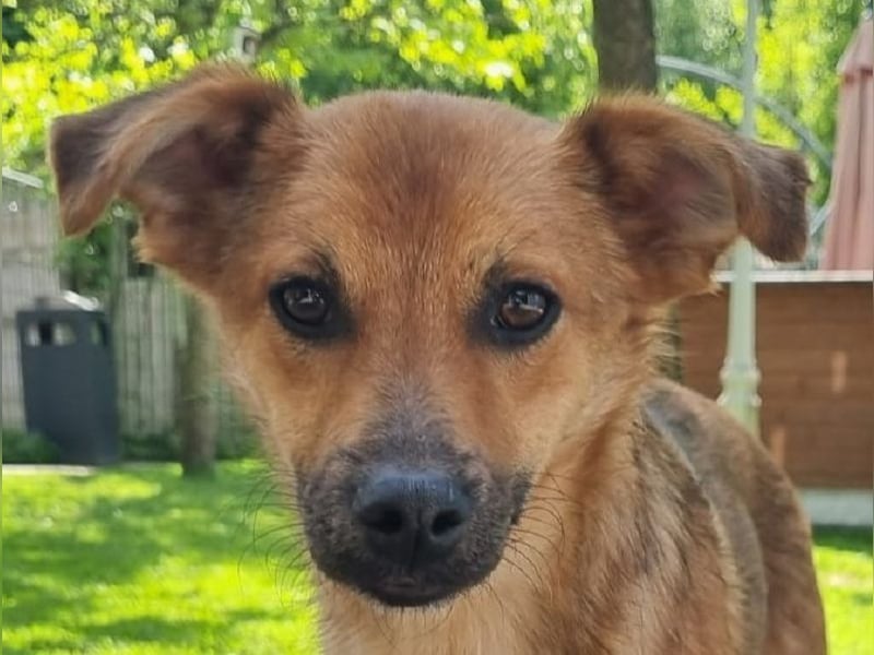 ♥AIKO♥ auf Pflegestelle bei Köln - wunderschöner, lieber, anfangs noch unsicherer Schatz 41 cm