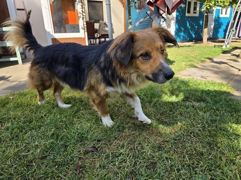 ♥MORITZ♥ neu auf Pflegestelle bei Köln - wunderschöner, verschmuster kleiner Sonnenschein 42 cm