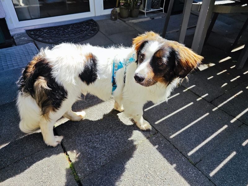 ♥PAUL♥ neu auf Pflegestelle bei Köln - wunderschöner, ganz lieber, anhänglicher Rüde 35cm