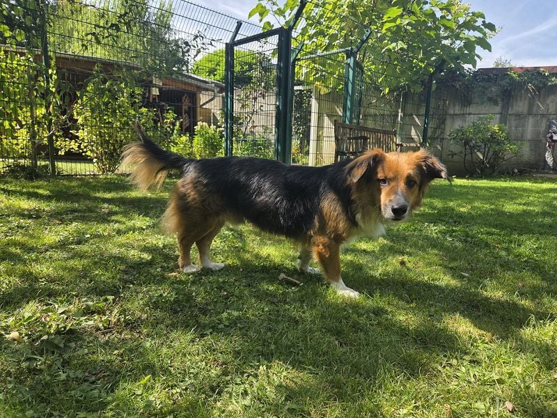 ♥MORITZ♥ neu auf Pflegestelle bei Köln - wunderschöner, verschmuster kleiner Sonnenschein 42 cm
