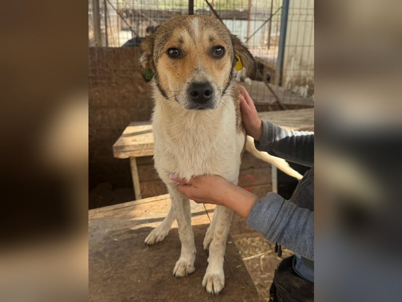 ♥JUPPI♥ ab Anfang Mai auf Pflegestelle bei Köln - wunderschöner, aufgeschlossener Junghund 43 cm