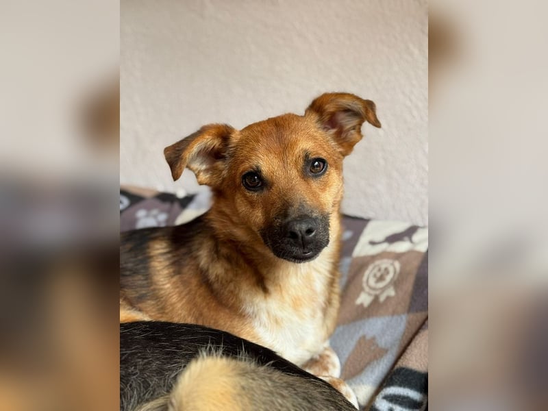 ♥AIKO♥ auf Pflegestelle bei Köln - wunderschöner, lieber, anfangs noch unsicherer Schatz 41 cm