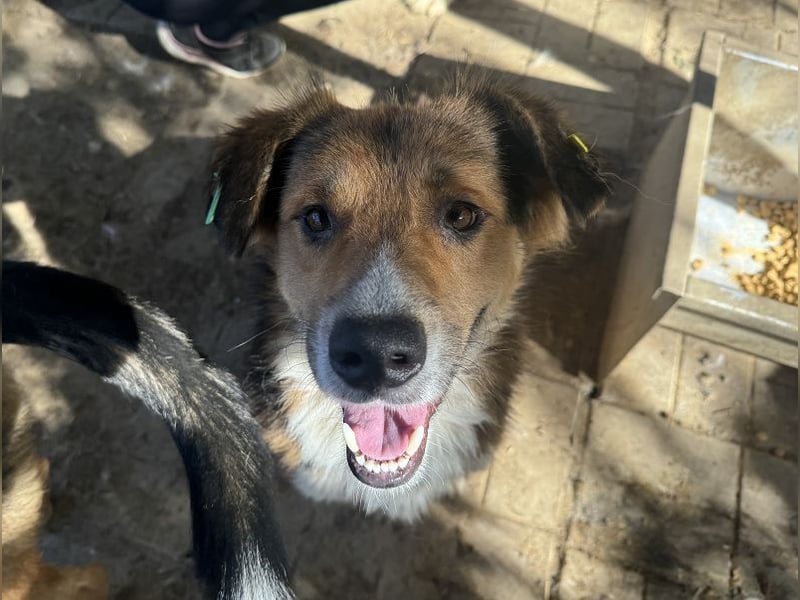 ♥MORITZ♥ wunderschöner kleiner Sonnenschein, der sich unter den großen Hunden behaupten muss 40 cm