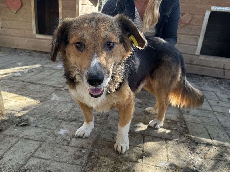 ♥MORITZ♥ wunderschöner kleiner Sonnenschein, der sich unter den großen Hunden behaupten muss 40 cm