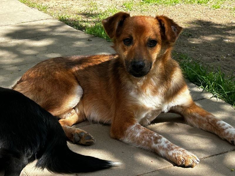 ♥AIKO♥ neu auf Pflegestelle bei Köln -wunderschöner, lieber, anfangs noch unsicherer Schatz 41cm