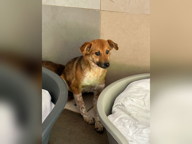 ♥AIKO♥ neu auf Pflegestelle bei Köln -wunderschöner, lieber, anfangs noch unsicherer Schatz 41cm