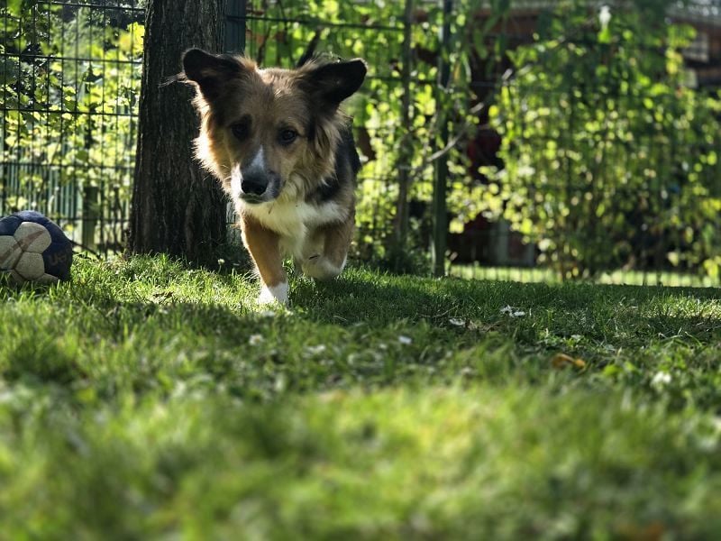 ♥MORITZ♥ neu auf Pflegestelle bei Köln - wunderschöner, verschmuster kleiner Sonnenschein 42 cm