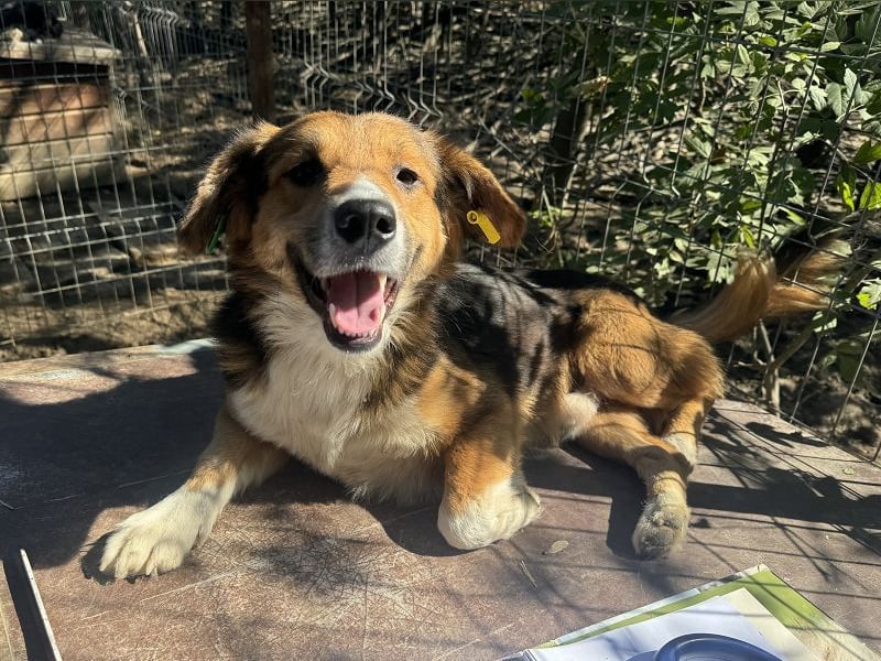♥MORITZ♥ wunderschöner kleiner Sonnenschein, der sich unter den großen Hunden behaupten muss 40 cm