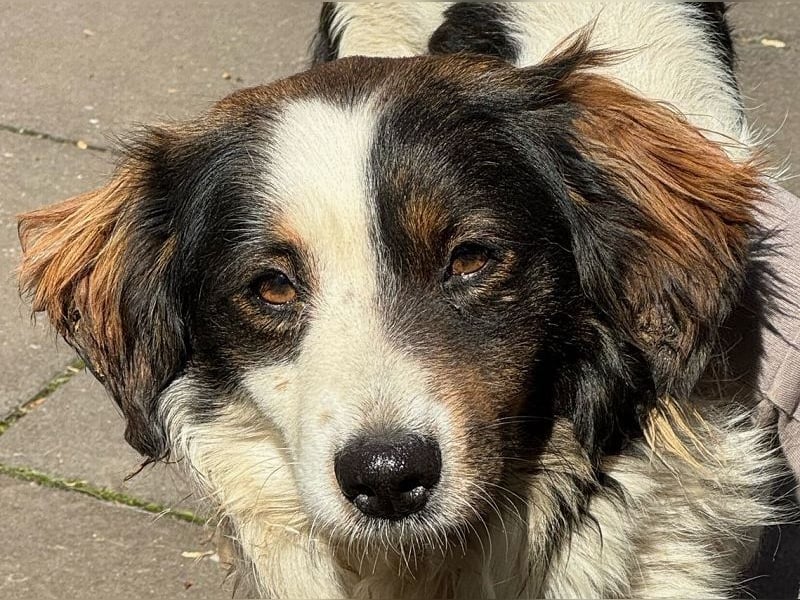 ♥PAUL♥ neu auf Pflegestelle bei Köln - wunderschöner, ganz lieber, anhänglicher Rüde 35cm