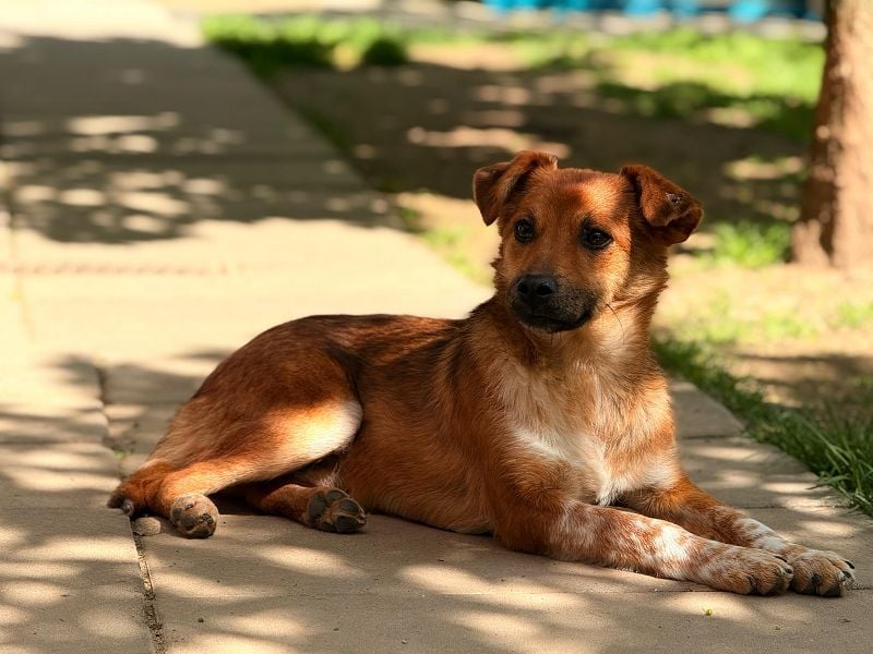 ♥AIKO♥ neu auf Pflegestelle bei Köln -wunderschöner, lieber, anfangs noch unsicherer Schatz 41cm