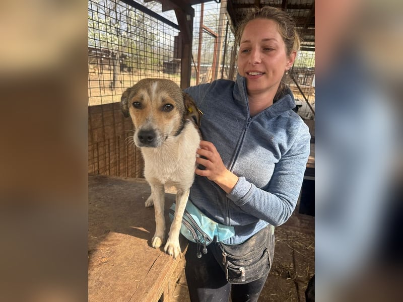 ♥JUPPI♥ ab Anfang Mai auf Pflegestelle bei Köln - wunderschöner, aufgeschlossener Junghund 43 cm