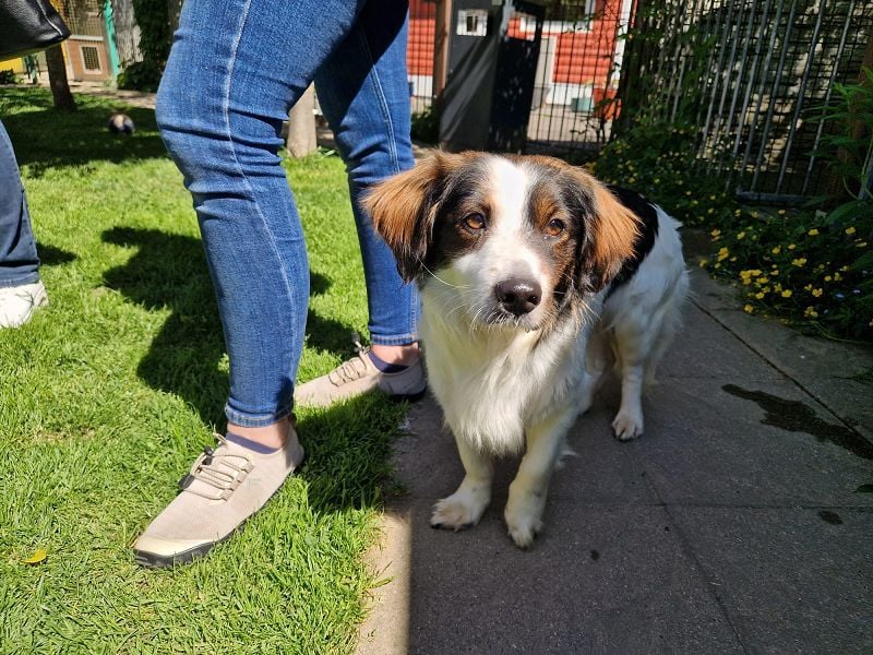 ♥PAUL♥ neu auf Pflegestelle bei Köln - wunderschöner, ganz lieber, anhänglicher Rüde 35cm