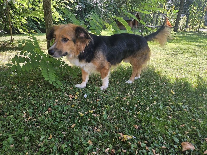 ♥MORITZ♥ neu auf Pflegestelle bei Köln - wunderschöner, verschmuster kleiner Sonnenschein 42 cm