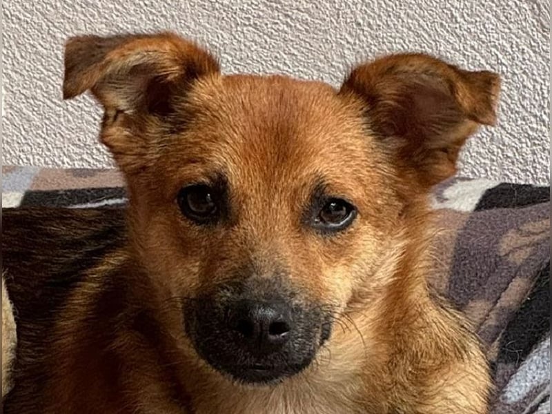 ♥AIKO♥ auf Pflegestelle bei Köln - wunderschöner, lieber, anfangs noch unsicherer Schatz 41 cm