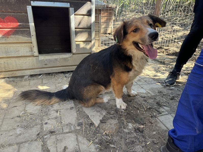 ♥MORITZ♥ wunderschöner kleiner Sonnenschein, der sich unter den großen Hunden behaupten muss 40 cm