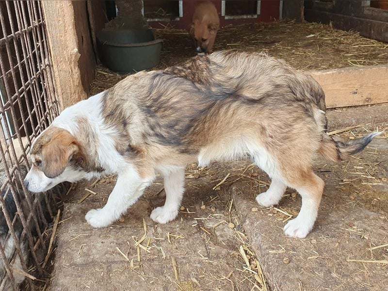 ♥OLLI♥ niedlicher tricolor-Junior, der uns mit seiner angenehmen und ruhigen Art sehr berührt 36 cm