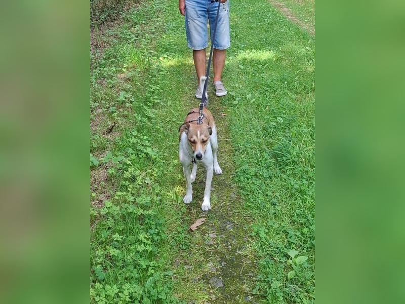 ♥JUPPI♥ auf Pflegestelle in Werne - wunderschöner, aufgeschlossener, aktiver Rüde 44 cm
