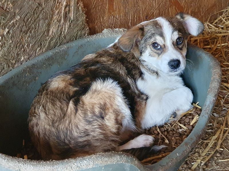 ♥OLLI♥ niedlicher tricolor-Junior, der uns mit seiner angenehmen und ruhigen Art sehr berührt 36 cm