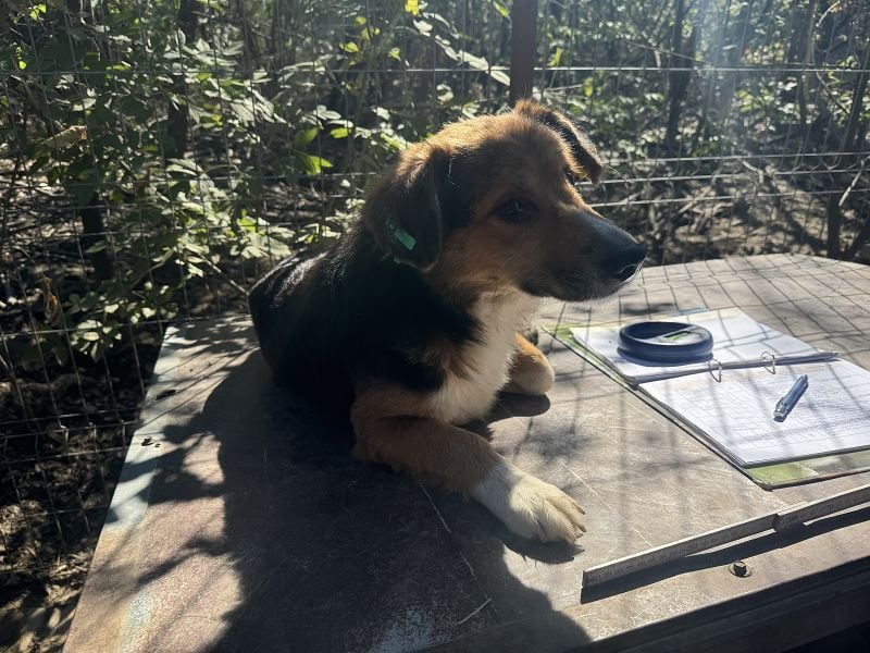 ♥MORITZ♥ wunderschöner kleiner Sonnenschein, der sich unter den großen Hunden behaupten muss 40 cm