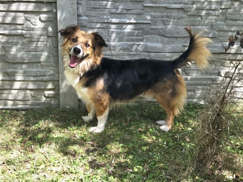 ♥MORITZ♥ neu auf Pflegestelle bei Köln - wunderschöner, verschmuster kleiner Sonnenschein 42 cm