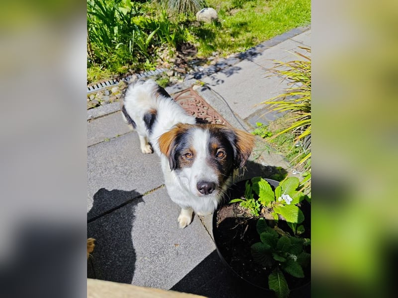♥PAUL♥ neu auf Pflegestelle bei Köln - wunderschöner, ganz lieber, anhänglicher Rüde 35cm