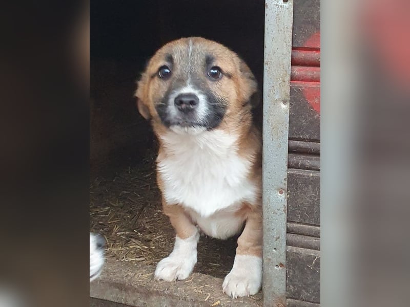♥LUI♥ neu auf Pflegestelle bei Duisburg - herzallerliebster, knuffiger Welpe 24 cm (bleibt kleiner)