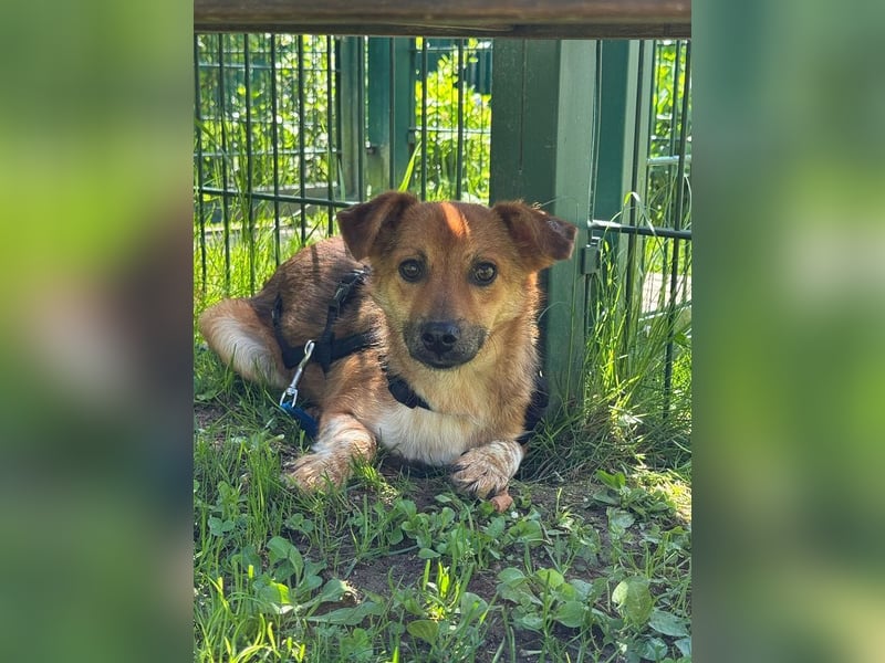 ♥AIKO♥ neu auf Pflegestelle bei Köln -wunderschöner, lieber, anfangs noch unsicherer Schatz 41cm