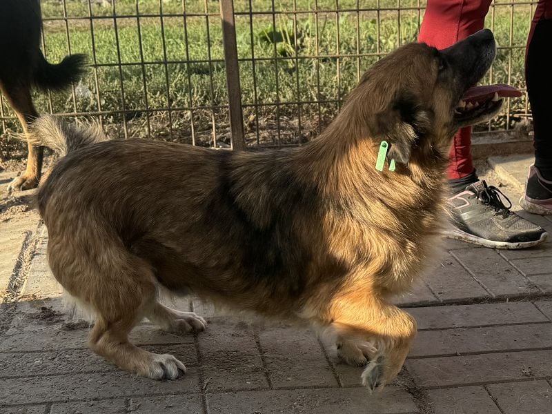 ♥ENNIO♥ süßer, hübscher, aktiver kleiner Rüde 30 cm
