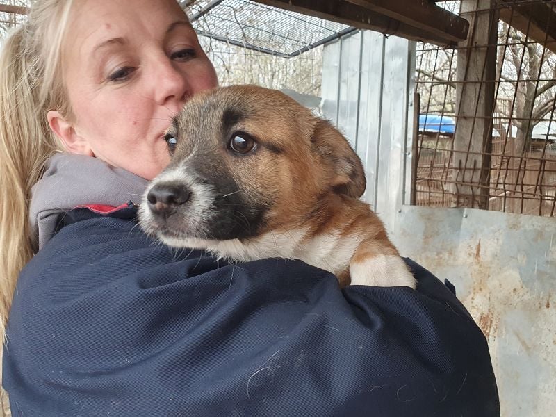 ♥LUI♥ neu auf Pflegestelle bei Duisburg - herzallerliebster, knuffiger Welpe 24 cm (bleibt kleiner)
