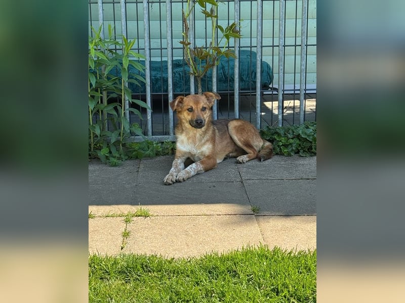 ♥AIKO♥ neu auf Pflegestelle bei Köln -wunderschöner, lieber, anfangs noch unsicherer Schatz 41cm