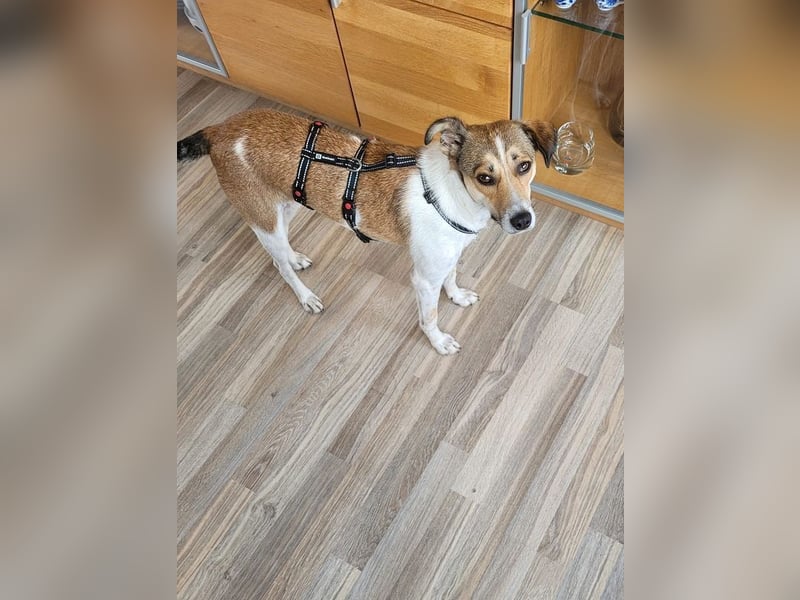 ♥JUPPI♥ auf Pflegestelle in Werne - wunderschöner, aufgeschlossener, aktiver Rüde 44 cm