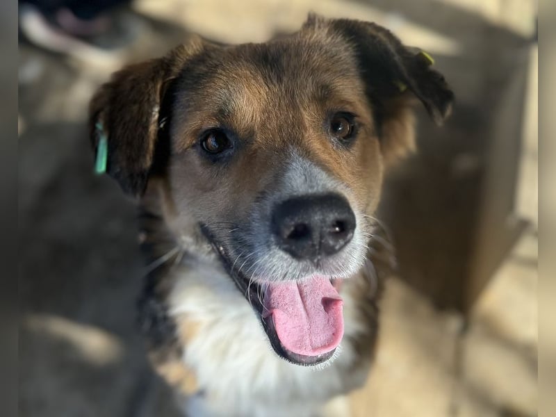 ♥MORITZ♥ wunderschöner kleiner Sonnenschein, der sich unter den großen Hunden behaupten muss 40 cm