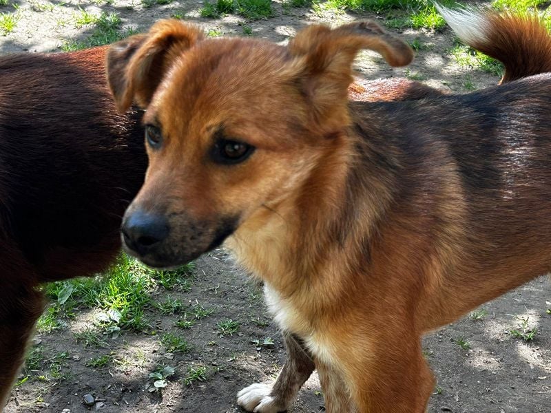 ♥AIKO♥ neu auf Pflegestelle bei Köln -wunderschöner, lieber, anfangs noch unsicherer Schatz 41cm