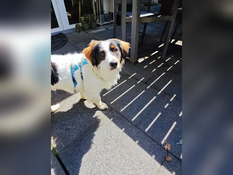 ♥PAUL♥ neu auf Pflegestelle bei Köln - wunderschöner, ganz lieber, anhänglicher Rüde 35cm