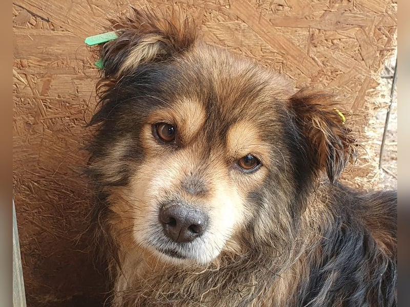 ♥MARLEY♥ wunderschöner, noch etwas zurückhaltender, viel zu dünner Rüde mit längerem Fell 41 cm