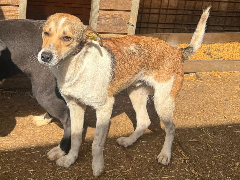 ♥JUPPI♥ ab Anfang Mai auf Pflegestelle bei Köln - wunderschöner, aufgeschlossener Junghund 43 cm
