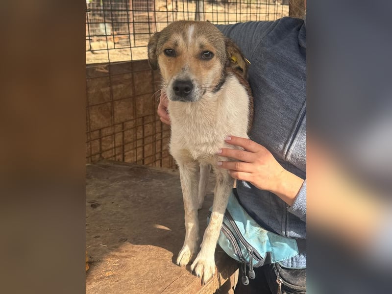 ♥JUPPI♥ ab Anfang Mai auf Pflegestelle bei Köln - wunderschöner, aufgeschlossener Junghund 43 cm