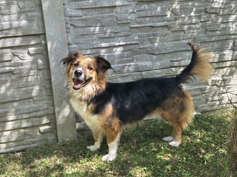 ♥MORITZ♥ neu auf Pflegestelle bei Köln - wunderschöner, verschmuster kleiner Sonnenschein 42 cm