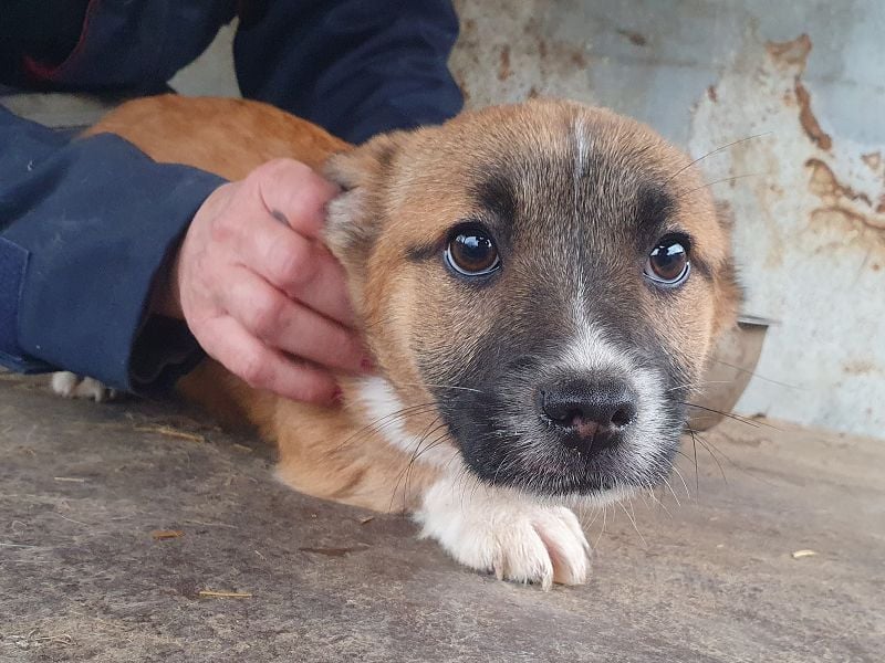 ♥LUI♥ neu auf Pflegestelle bei Duisburg - herzallerliebster, knuffiger Welpe 24 cm (bleibt kleiner)