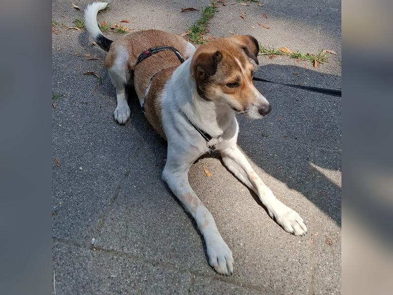 ♥JUPPI♥ auf Pflegestelle in Werne - wunderschöner, aufgeschlossener, aktiver Rüde 44 cm