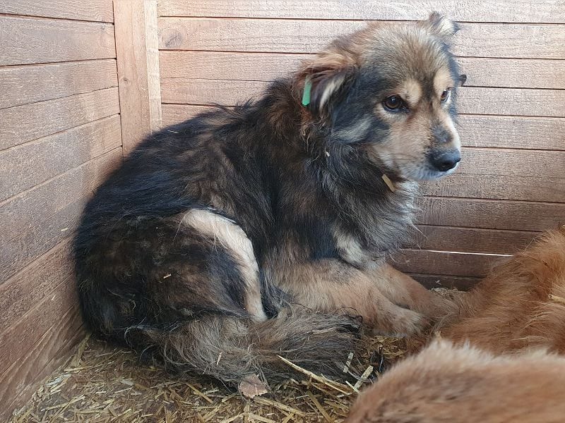 ♥MARLEY♥ wunderschöner, noch etwas zurückhaltender, viel zu dünner Rüde mit längerem Fell 41 cm