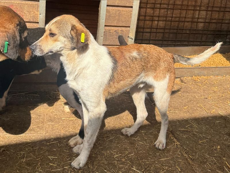 ♥JUPPI♥ ab Anfang Mai auf Pflegestelle bei Köln - wunderschöner, aufgeschlossener Junghund 43 cm