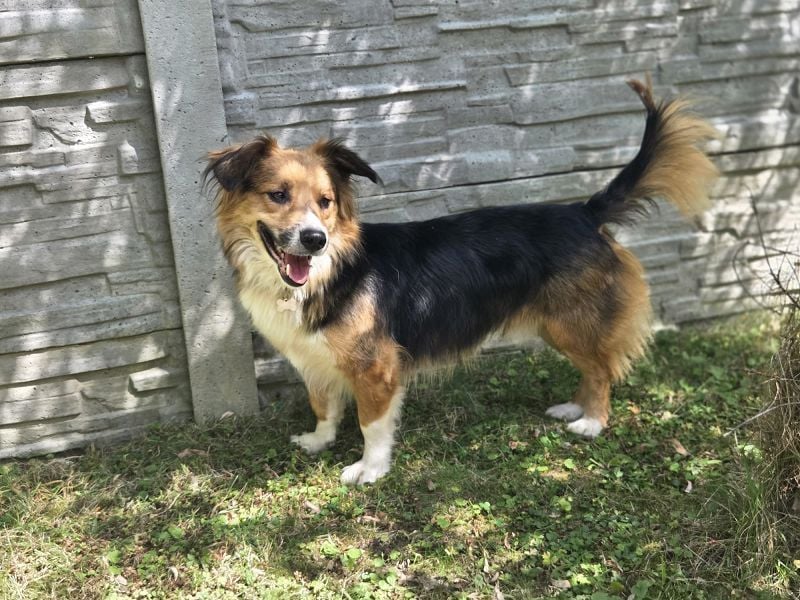 ♥MORITZ♥ neu auf Pflegestelle bei Köln - wunderschöner, verschmuster kleiner Sonnenschein 42 cm