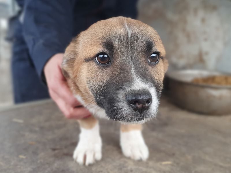 ♥LUI♥ neu auf Pflegestelle bei Duisburg - herzallerliebster, knuffiger Welpe 24 cm (bleibt kleiner)