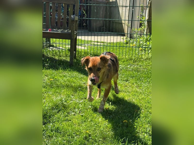 ♥AIKO♥ neu auf Pflegestelle bei Köln -wunderschöner, lieber, anfangs noch unsicherer Schatz 41cm