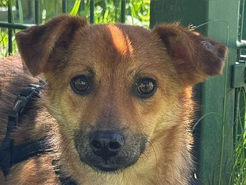 ♥AIKO♥ neu auf Pflegestelle bei Köln -wunderschöner, lieber, anfangs noch unsicherer Schatz 41cm
