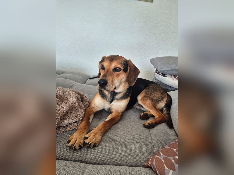 ♥URIEL♥ auf Pflegestelle bei Köln - so aufgeschlossener, lieber, lebhafter Viszla-Mix-Junghund 47cm