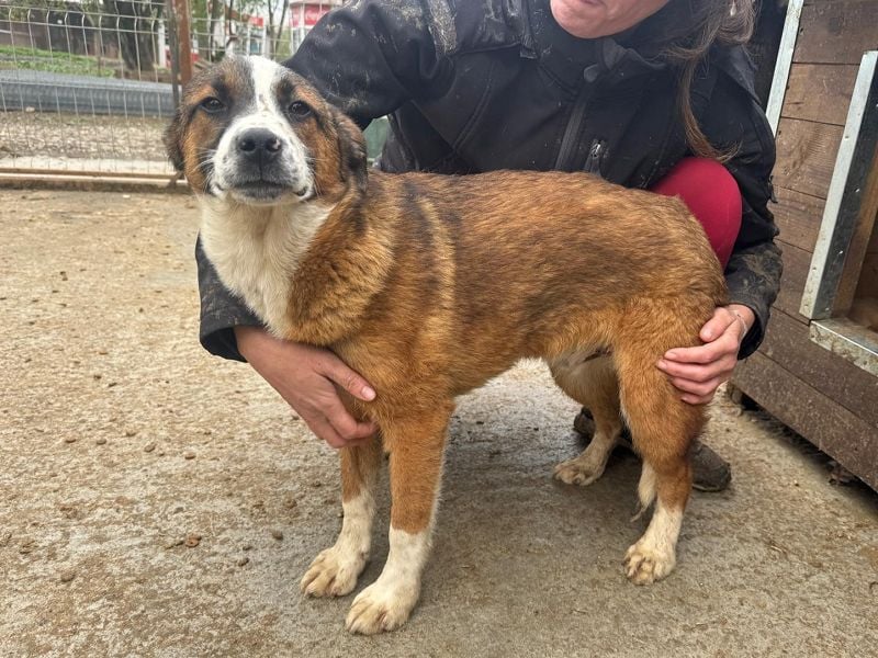 ♥TIM♥ wunderschöner, verschmuster, total aufgeschlossener Junior 43 cm (wachsend)