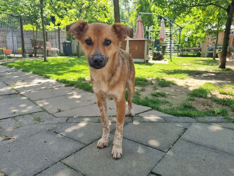 ♥AIKO♥ auf Pflegestelle bei Köln - wunderschöner, lieber, anfangs noch unsicherer Schatz 41 cm