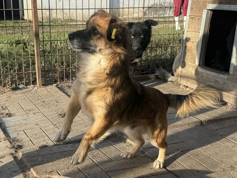 ♥ENNIO♥ süßer, hübscher, aktiver kleiner Rüde 30 cm